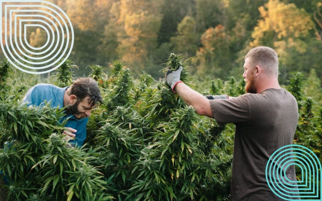 u.s. cannabis jobs, cannabis club in spain