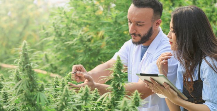 cannabis club in madrid, cannabis club madrid, cannabis club focus