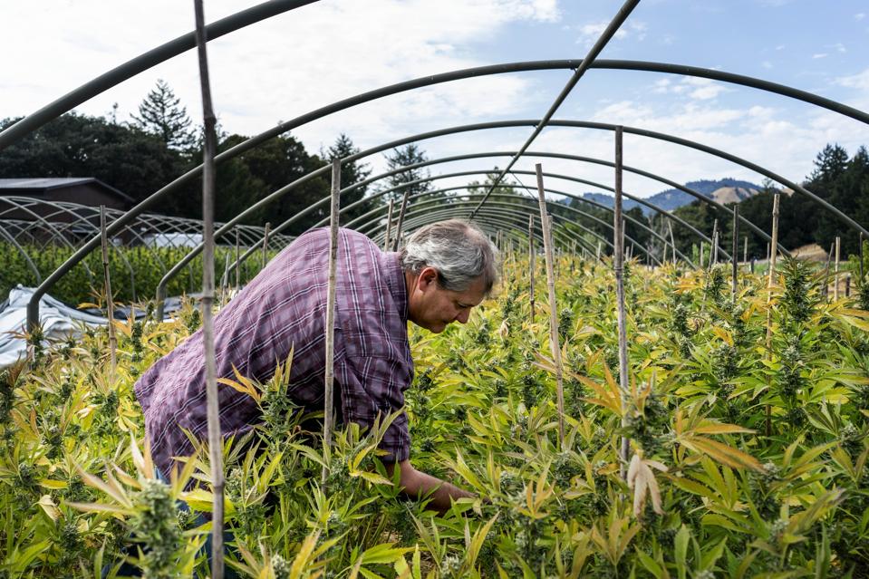 cannabis club Madrid, eco-friendly cannabis, sustainable cannabis Madrid