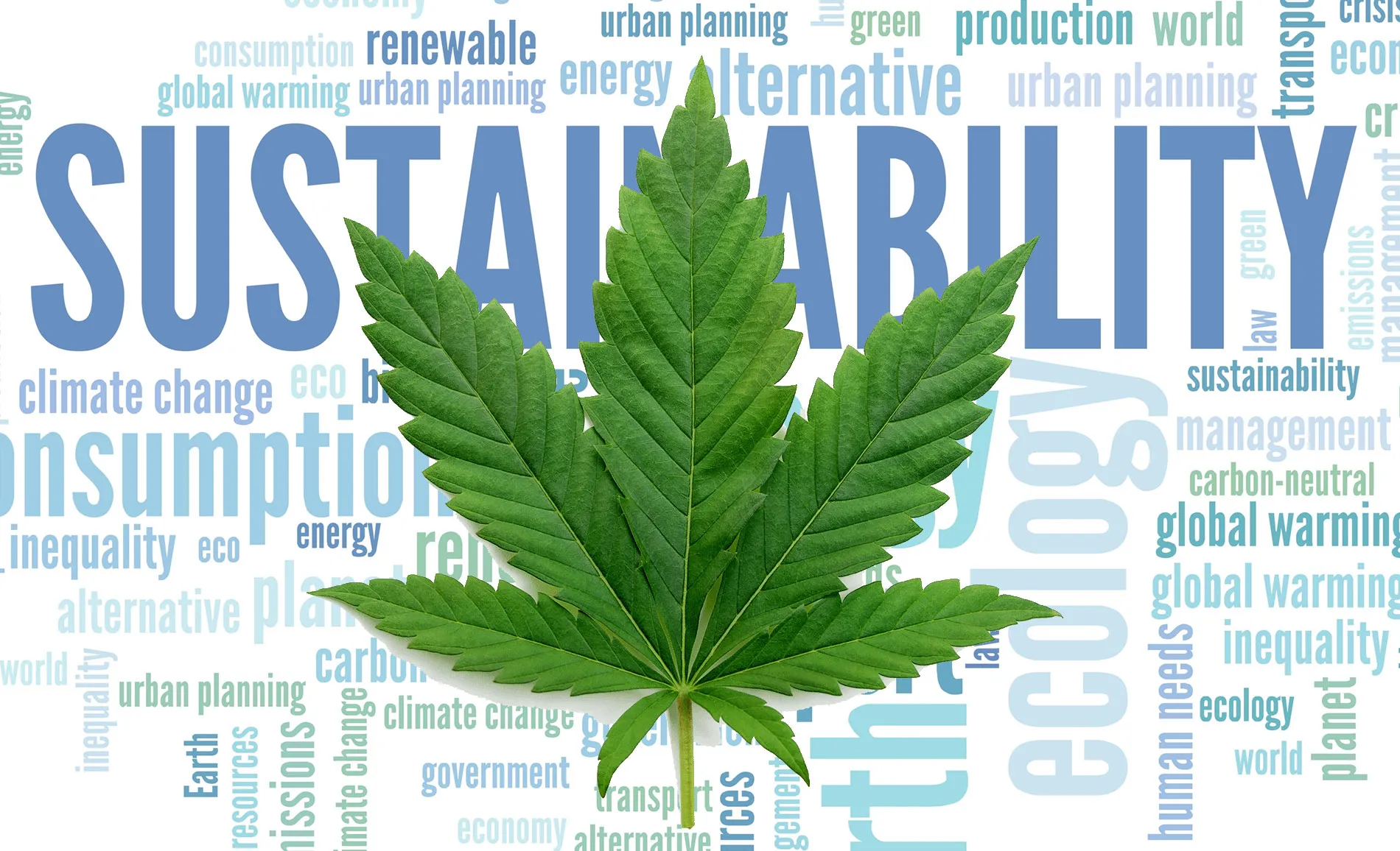 cannabis club Madrid, eco-friendly cannabis, sustainable cannabis Madrid