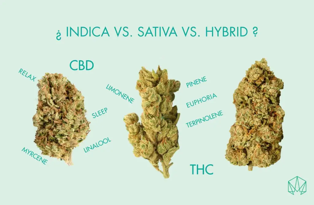 Indica vs Sativa Madrid, cannabis club madrid, best strains in cannabis club madrid