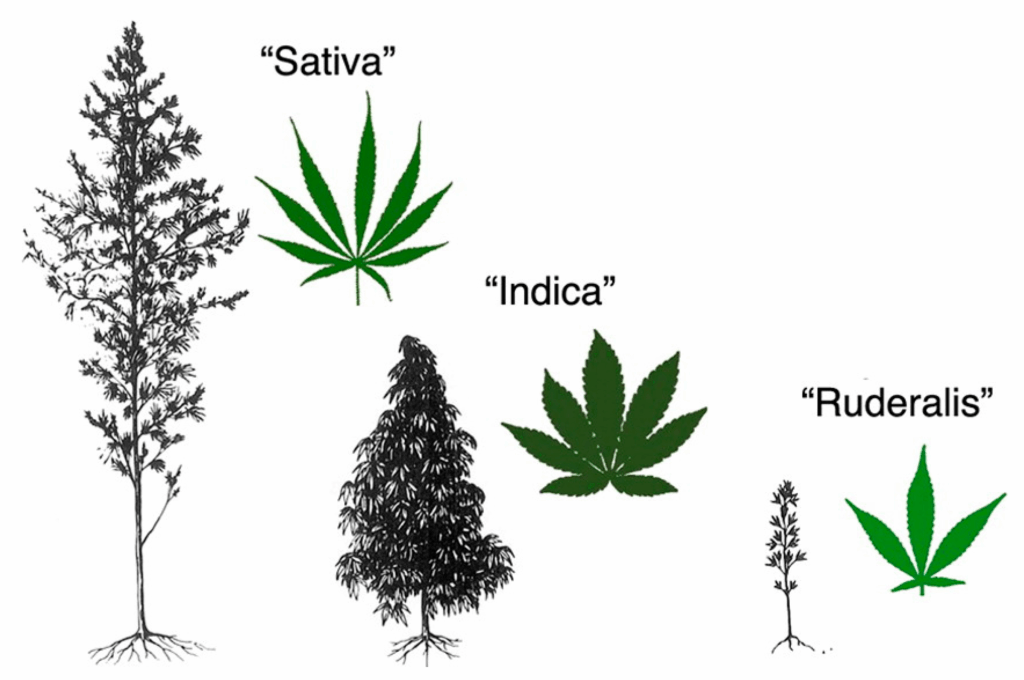 Indica vs Sativa Madrid, cannabis club madrid, best strains in cannabis club madrid