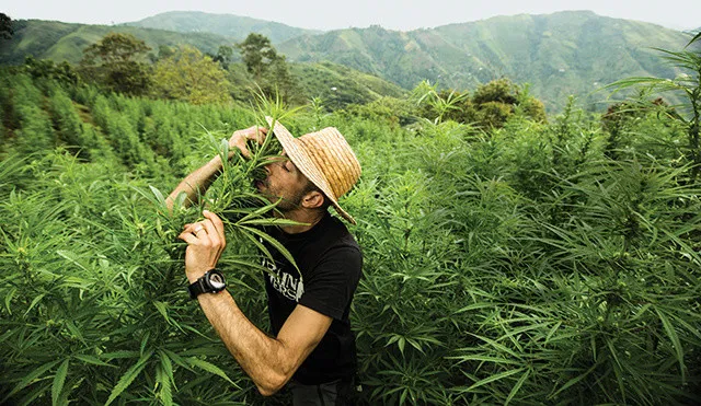 cannabis club in madrid, cannabis club madrid, cannabis club focus