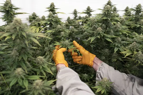 cannbais club madrid, cannabis for studying