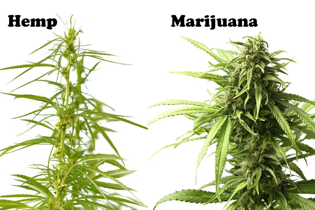 cannabis club madrid, hemp vs marijuana