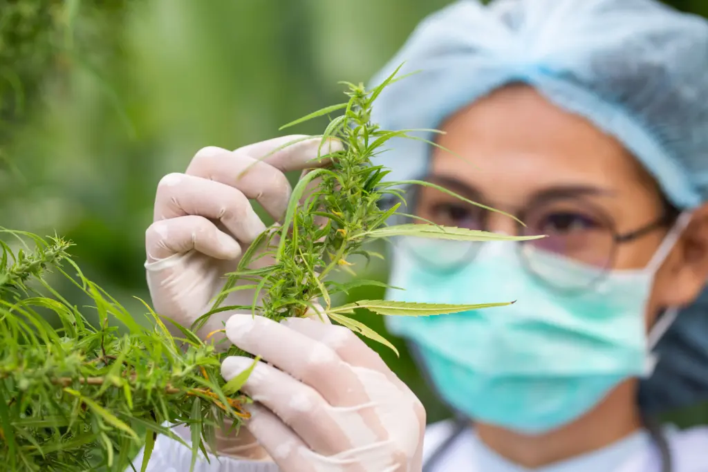 cannabis club madrid, medicinal cannabis